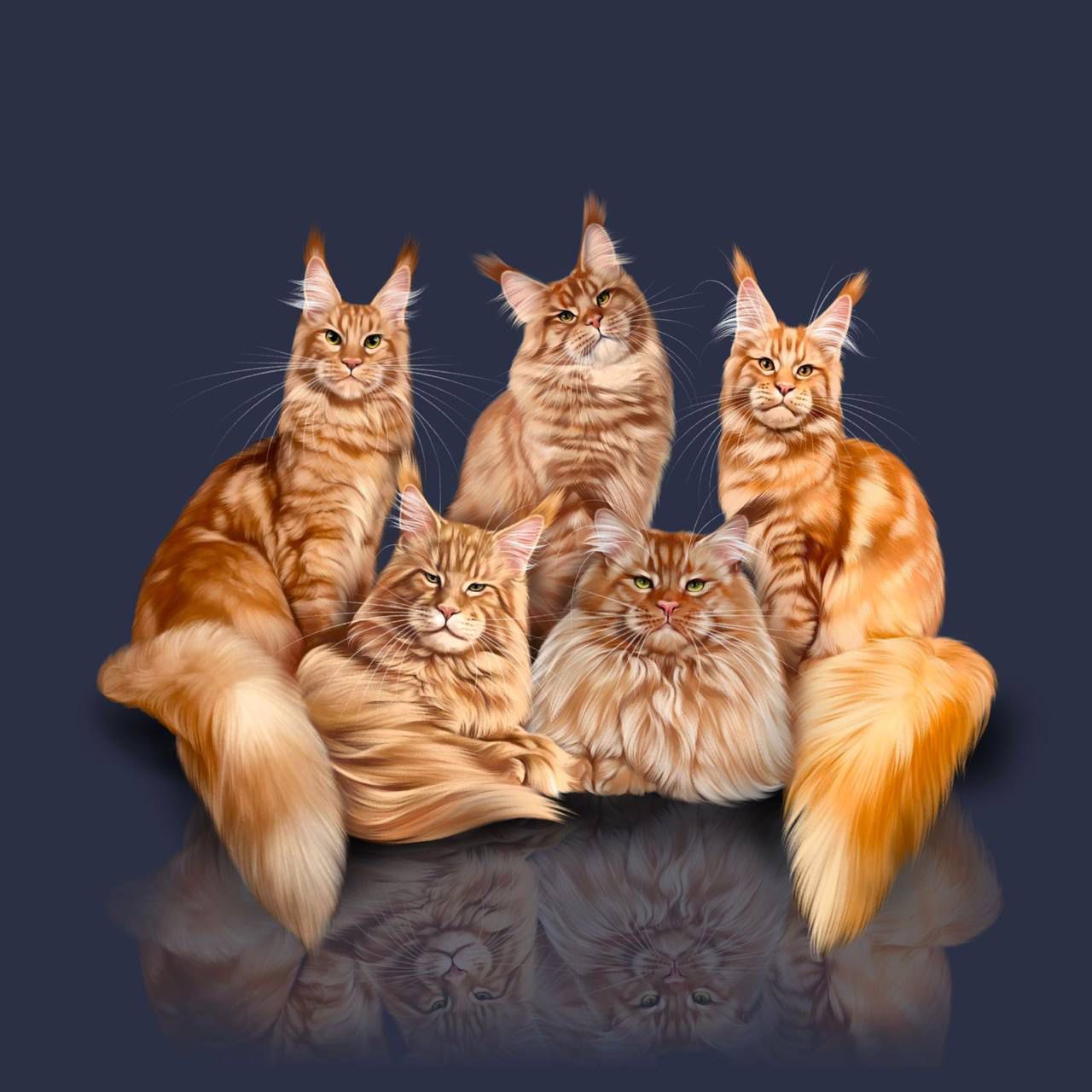 Maine coon cattery Krownest Oranje